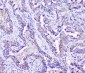Anti-ARSA Antibody Picoband™ (monoclonal, 4C10)