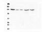 Anti-CASR Antibody Picoband™ (monoclonal, 11E9)