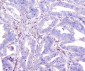Anti-ADA Antibody Picoband™ (monoclonal, 6D4)