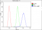 Anti-nmt55 p54nrb NONO Antibody Picoband™ (monoclonal, 11E2)
