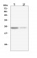 Anti-IL22 Antibody Picoband™ (monoclonal, 7F2)