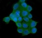 Anti-AKT2 Antibody Picoband™ (monoclonal, 10C6)