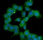 Anti-PPID Antibody Picoband™ (monoclonal, 5A6)