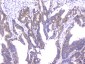 Anti-PPID Antibody Picoband™ (monoclonal, 5A6)