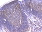 Anti-PPID Antibody Picoband™ (monoclonal, 5A6)