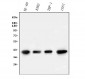 Anti-PPID Antibody Picoband™ (monoclonal, 5A6)
