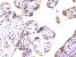 Anti-EWSR1 Antibody Picoband™ (monoclonal, 4B4)