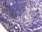 Anti-EWSR1 Antibody Picoband™ (monoclonal, 4B4)