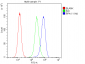 Anti-RPA70 RPA1 Antibody Picoband™ (monoclonal, 11H4)
