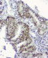 Anti-RPA70 RPA1 Antibody Picoband™ (monoclonal, 11H4)