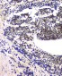 Anti-RPA70 RPA1 Antibody Picoband™ (monoclonal, 11H4)