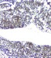 Anti-RPA70 RPA1 Antibody Picoband™ (monoclonal, 11H4)