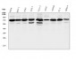 Anti-RPA70 RPA1 Antibody Picoband™ (monoclonal, 11H4)