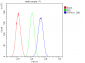 Anti-SHP2/PTPN11 Antibody Picoband™ (monoclonal, 2E6)