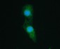 Anti-SHP2/PTPN11 Antibody Picoband™ (monoclonal, 2E6)