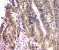 Anti-SHP2/PTPN11 Antibody Picoband™ (monoclonal, 2E6)