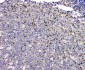 Anti-SHP2/PTPN11 Antibody Picoband™ (monoclonal, 2E6)