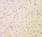 Anti-SHP2/PTPN11 Antibody Picoband™ (monoclonal, 2E6)