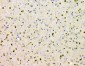 Anti-SHP2/PTPN11 Antibody Picoband™ (monoclonal, 2E6)