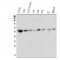 Anti-Optineurin/OPTN Antibody Picoband™ (monoclonal, 3D8)