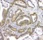Anti-EIF6 Antibody Picoband™ (monoclonal, 2I11)