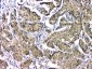 Anti-EIF6 Antibody Picoband™ (monoclonal, 2I11)