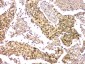 Anti-EIF6 Antibody Picoband™ (monoclonal, 2I11)