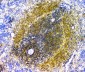Anti-EIF6 Antibody Picoband™ (monoclonal, 2I11)