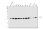 Anti-EIF6 Antibody Picoband™ (monoclonal, 2I11)