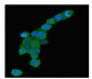 Anti-Rab5/RAB5A Antibody Picoband™ (monoclonal, 3E9)