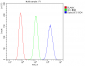 Anti-Galectin 3/LGALS3 Antibody Picoband™ (monoclonal, 12B12)