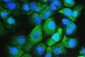 Anti-Galectin 3/LGALS3 Antibody Picoband™ (monoclonal, 12B12)