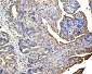 Anti-Galectin 3/LGALS3 Antibody Picoband™ (monoclonal, 12B12)