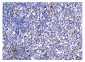 Anti-Galectin 3/LGALS3 Antibody Picoband™ (monoclonal, 12B12)