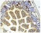 Anti-Galectin 3/LGALS3 Antibody Picoband™ (monoclonal, 12B12)