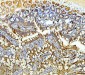 Anti-Galectin 3/LGALS3 Antibody Picoband™ (monoclonal, 12B12)