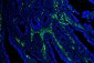 Anti-Caveolin-1/CAV1 Antibody Picoband™ (monoclonal, 12C7)