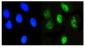 Anti-NFIA Antibody Picoband™ (monoclonal, 16H11)