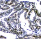 Anti-NFIA Antibody Picoband™ (monoclonal, 16H11)
