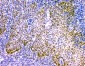 Anti-NFIA Antibody Picoband™ (monoclonal, 16H11)