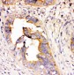 Anti-DHFR Antibody Picoband™ (monoclonal, 3C8)