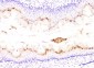 Anti-DHFR Antibody Picoband™ (monoclonal, 3C8)