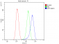 Anti-GPX1 Antibody Picoband™ (monoclonal, 8B10)