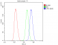 Anti-GPX1 Antibody Picoband™ (monoclonal, 8B10)