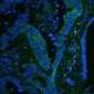 Anti-GPX1 Antibody Picoband™ (monoclonal, 8B10)