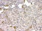 Anti-GPX1 Antibody Picoband™ (monoclonal, 8B10)