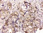 Anti-GPX1 Antibody Picoband™ (monoclonal, 8B10)