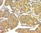 Anti-GM130 GOLGA2 Antibody Picoband™ (monoclonal, 4G3)