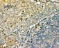 Anti-GM130 GOLGA2 Antibody Picoband™ (monoclonal, 4G3)
