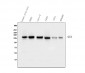 Anti-GM130 GOLGA2 Antibody Picoband™ (monoclonal, 4G3)
